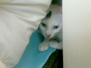 Talion Bild von Talion