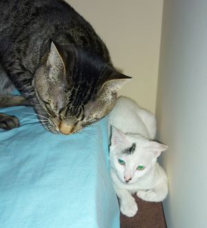 Talion Bild von Talion