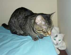 Talion Bild von Talion