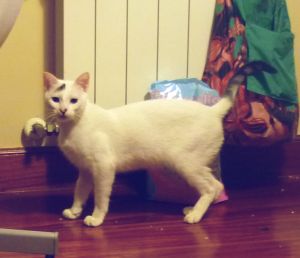 Talion Bild von Talion