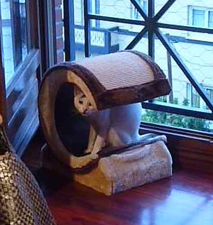 Talion Bild von Talion