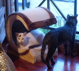 Talion Bild von Talion