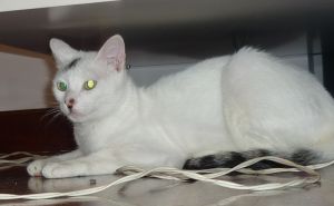 Talion Bild von Talion