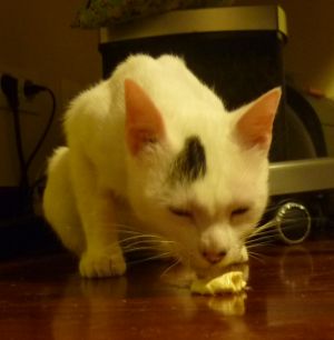 Talion Bild von Talion