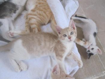 Chicco Bild von Chicco