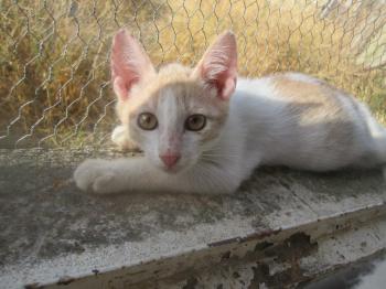 Pascha Bild von Pascha