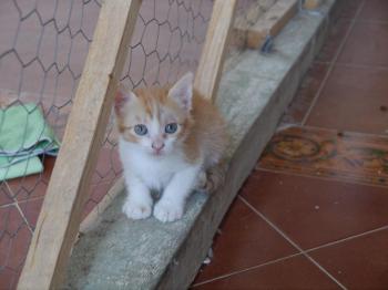 Bambu Bild von Bambu