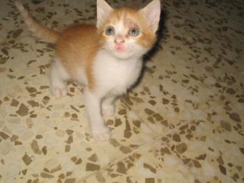 Bambu Bild von Bambu