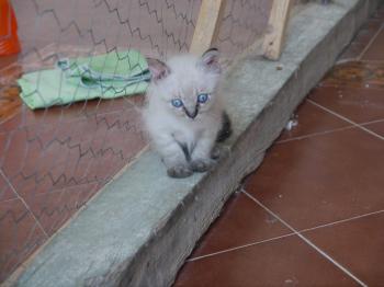 Tao Bild von Tao