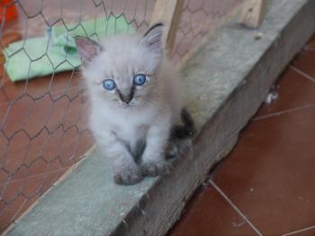 Tao Bild von Tao