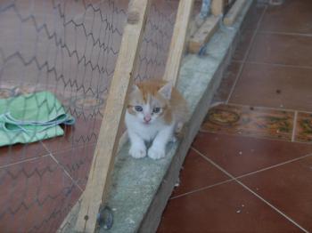 Bambu Bild von Bambu