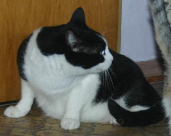 Pitus Bild von Pitus