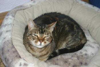 Avelina Bild von Avelina