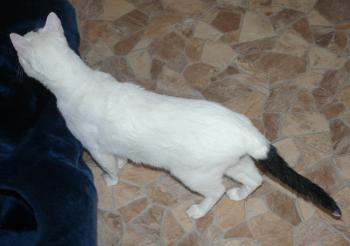 Tartufo Bild von Tartufo