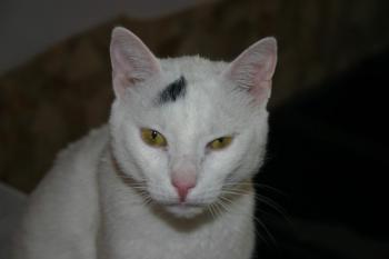 Tartufo Bild von Tartufo