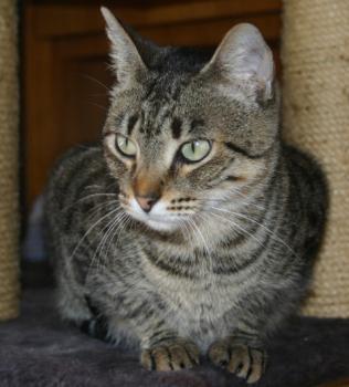 Gipsy-Mimi Bild von Gipsy-Mimi
