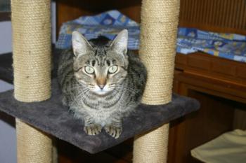 Gipsy-Mimi Bild von Gipsy-Mimi