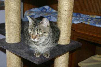 Gipsy-Mimi Bild von Gipsy-Mimi