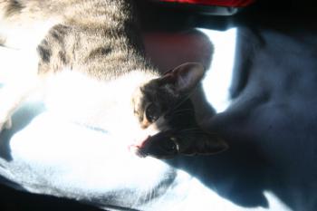 Prinz Bild von Prinz