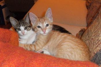 Mr. Nilson und Kara Bild von Mr. Nilson
