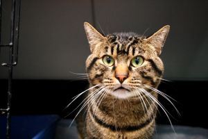 George Bild von George