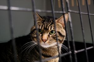 George Bild von George