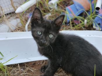 Pancho Bild von Pancho