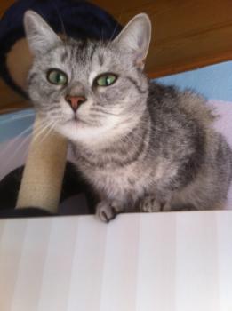 Daira Bild von Daira