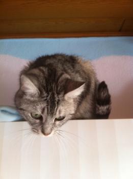 Daira Bild von Daira