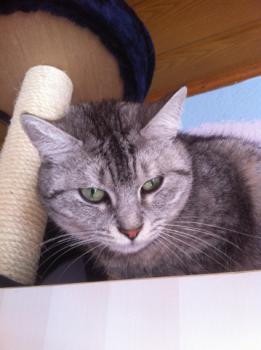 Daira Bild von Daira