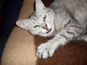 Daira Bild von Daira