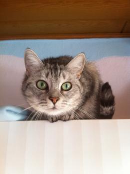 Daira Bild von Daira