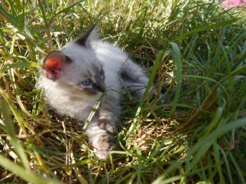 Tao Bild von Tao