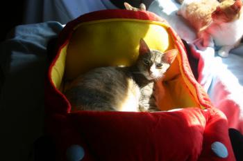 Peach Bild von Peach