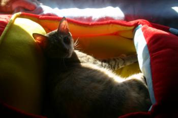 Peach Bild von Peach