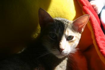 Peach Bild von Peach