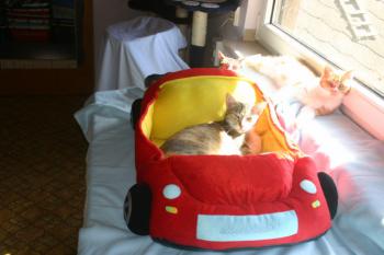 Peach Bild von Peach