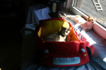 Peach Bild von Peach