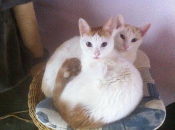 Chiqui Bild von Chiqui