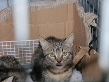 Brunelli Bild von Brunelli