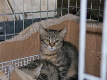 Brunelli Bild von Brunelli