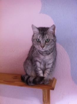 Daira Bild von Daira