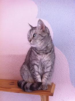 Daira Bild von Daira