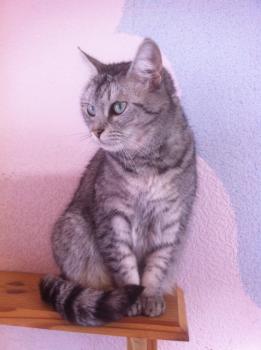 Daira Bild von Daira