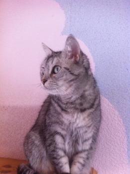 Daira Bild von Daira