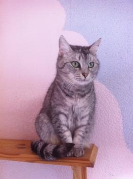 Daira Bild von Daira