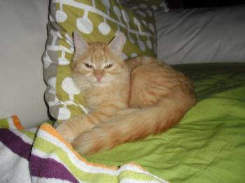 Diva Bild von Diva