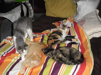 Solana Bild von Solana