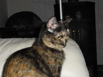 Solana Bild von Solana
