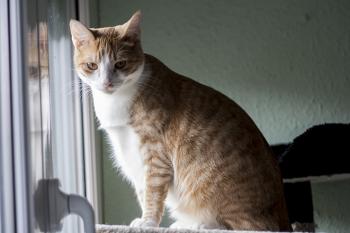 Bild von Athos